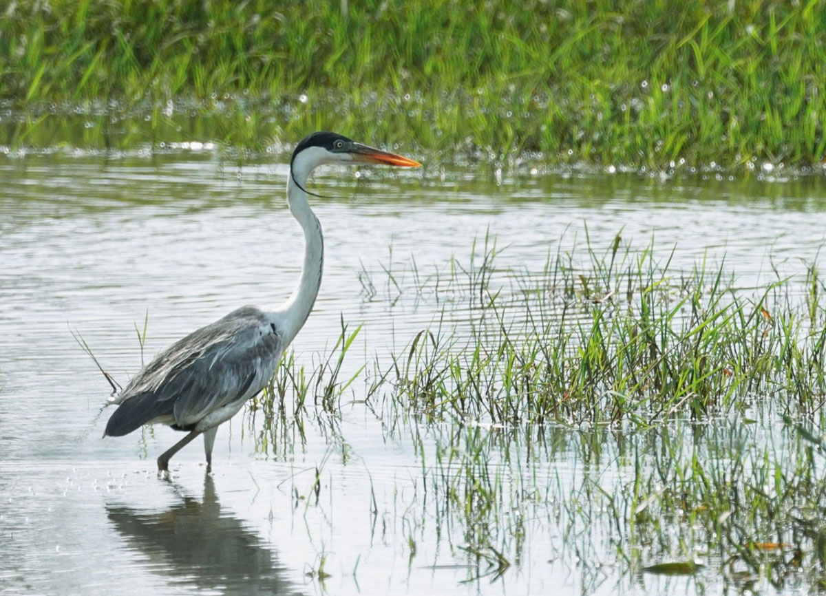 We Protect Biodiversity and Manage Water Responsibly